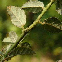 Sida rhombifolia subsp. alnifolia (L.) Ugbor.